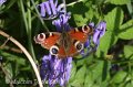 Peacock butterfly on a bluebell